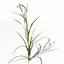 Arroz XfrogPlants