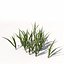 Arroz XfrogPlants