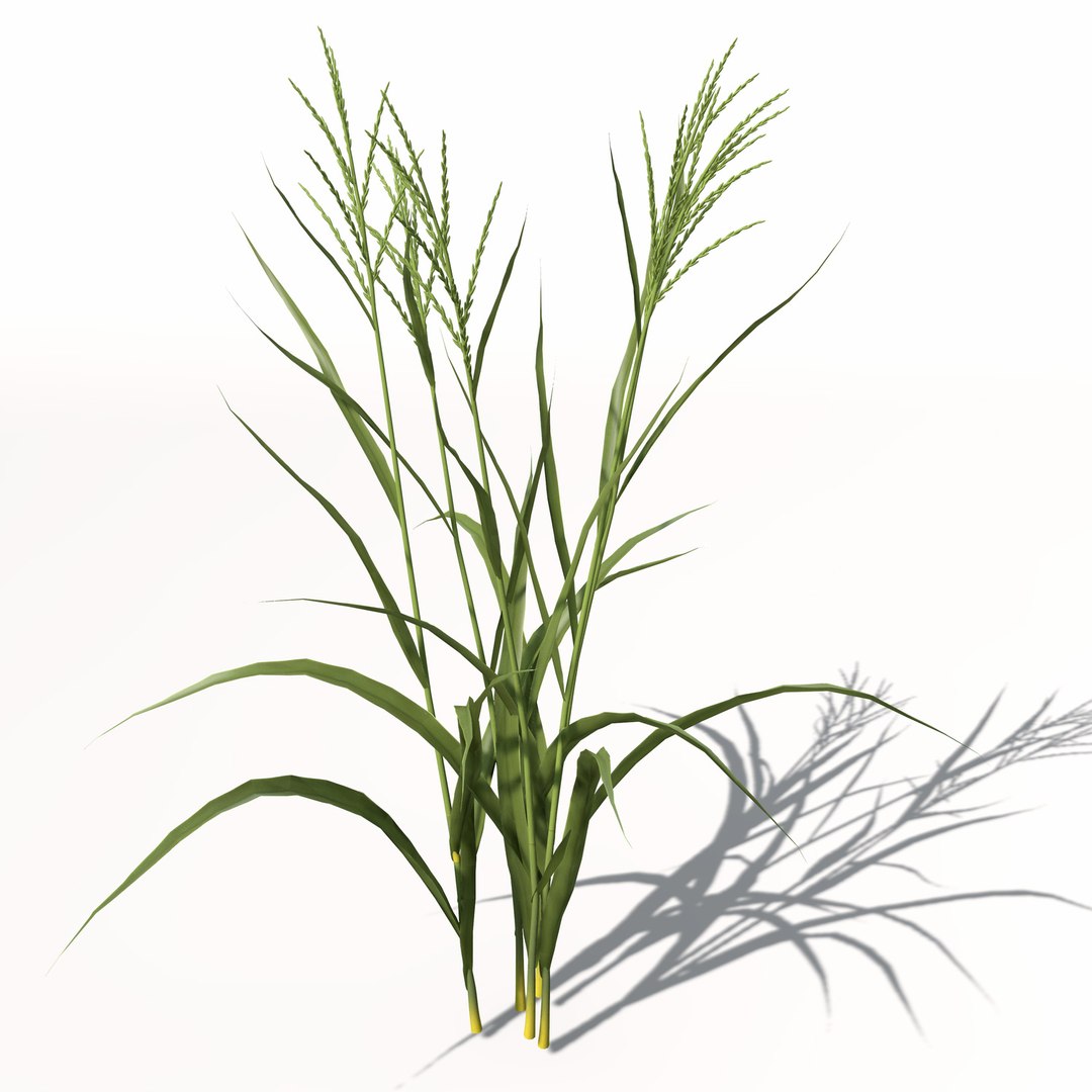rice oryza ssp 3d model https://p.turbosquid.com/ts-thumb/rY/bJUpf6/FDoP34wL/ag14rice6/jpg/1462489836/1920x1080/fit_q87/274b38e85e4bc10e433878e9bab190f628771a7b/ag14rice6.jpg