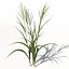 Arroz XfrogPlants