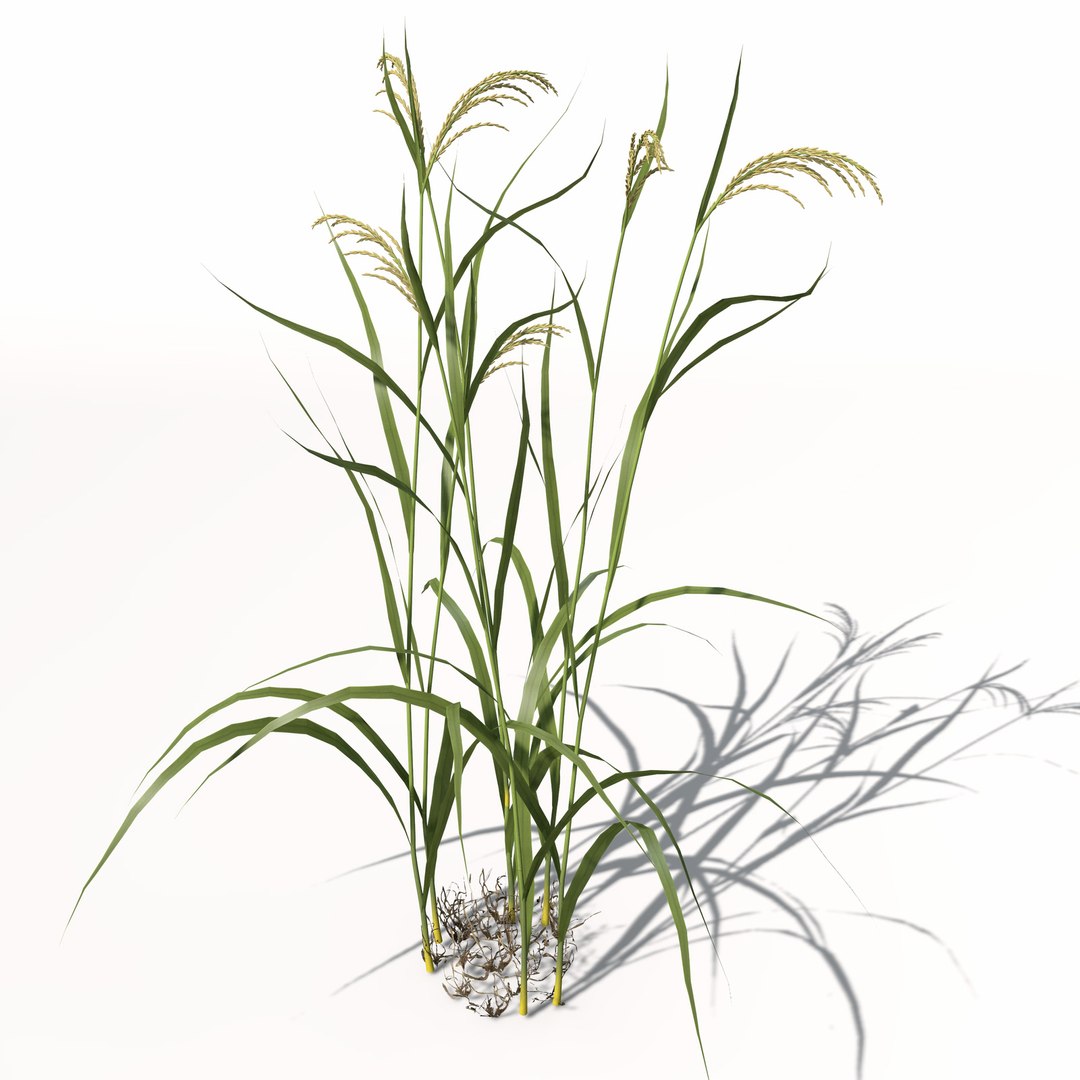 rice oryza ssp 3d model https://p.turbosquid.com/ts-thumb/rY/bJUpf6/LapyfNHm/ag14rice8/jpg/1462489836/1920x1080/fit_q87/2f7e3b02976d8175b02ebb8f7c54a054ef914170/ag14rice8.jpg