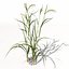Arroz XfrogPlants