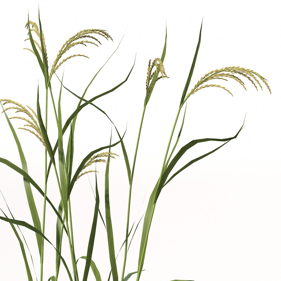 rice oryza ssp 3d model https://p.turbosquid.com/ts-thumb/rY/bJUpf6/QLfNhFXz/ag14_perspective_0008_zoom/jpg/1342637699/1920x1080/fit_q87/d51823b5ff9d132d8bff115f8b7201d281c57444/ag14_perspective_0008_zoom.jpg