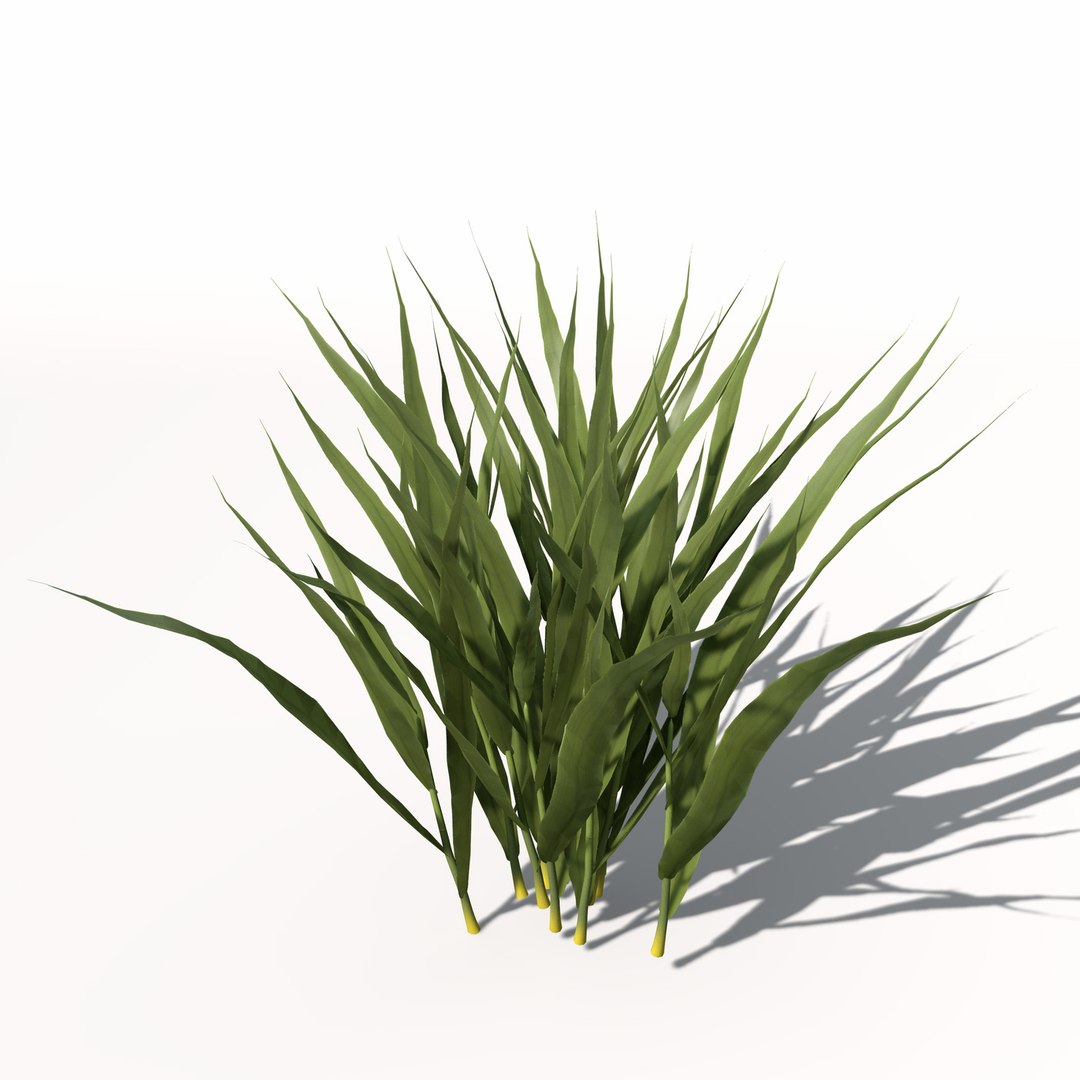 rice oryza ssp 3d model https://p.turbosquid.com/ts-thumb/rY/bJUpf6/gwcvrlQO/ag14rice1/jpg/1462489836/1920x1080/fit_q87/f3027611317e65cb86cb43e810943d2d5578e3af/ag14rice1.jpg