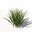 Arroz XfrogPlants
