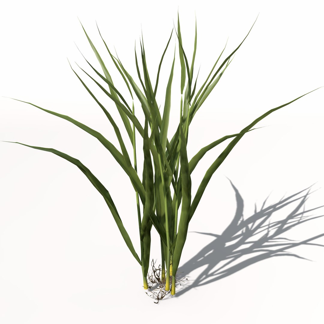 rice oryza ssp 3d model https://p.turbosquid.com/ts-thumb/rY/bJUpf6/hN4tZtMn/ag14rice4/jpg/1462489836/1920x1080/fit_q87/3165949083e1e74a4aa047f296516431f3882191/ag14rice4.jpg