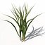 Arroz XfrogPlants