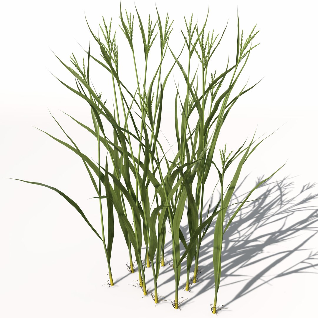 rice oryza ssp 3d model https://p.turbosquid.com/ts-thumb/rY/bJUpf6/ifkaUeC4/ag14rice5/jpg/1462489836/1920x1080/fit_q87/073b9d76626997e359c0d51dafc665dff2da9c5d/ag14rice5.jpg