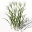 Arroz XfrogPlants