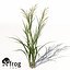 Arroz XfrogPlants