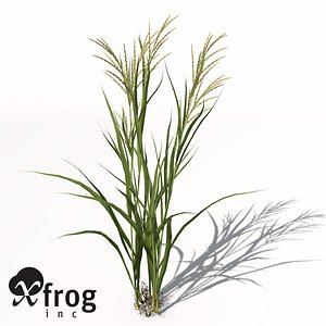 XfrogPlants Rice