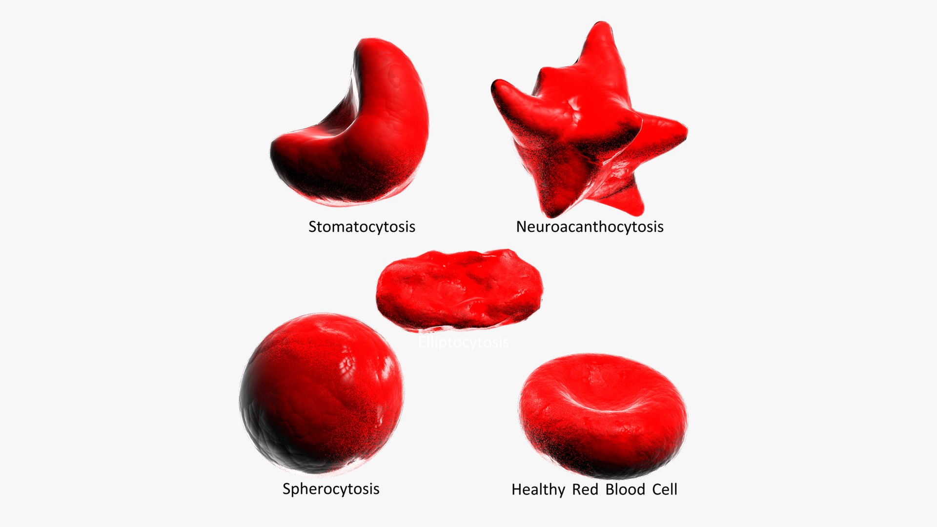 3D Red Blood Cells https://p.turbosquid.com/ts-thumb/rY/gec8bM/EB/hero1080p/jpg/1660068645/1920x1080/fit_q87/33a699408a1afe7ee792d4d8b48451d3fa621752/hero1080p.jpg