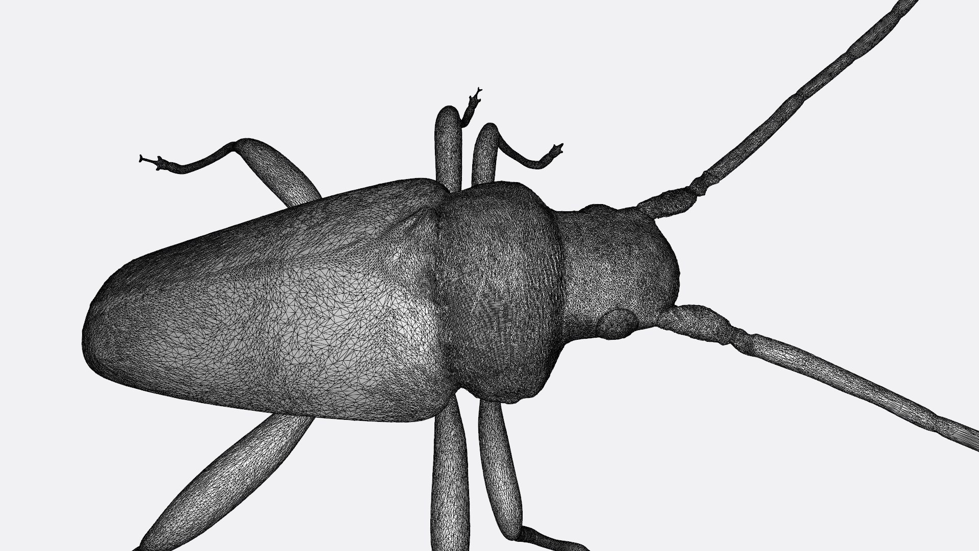 3D longhorn beetle https://p.turbosquid.com/ts-thumb/rY/ijPTf0/7N/longhornw1/jpg/1748680562/1920x1080/fit_q87/41f4f4d6cf1cd14ddf965c1633329a086c0c23eb/longhornw1.jpg
