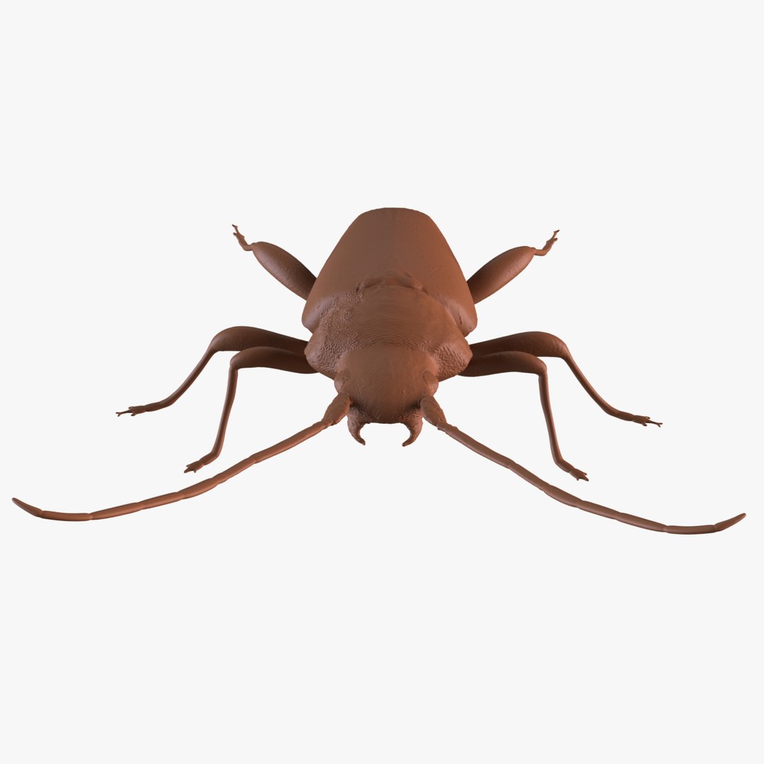 3D longhorn beetle https://p.turbosquid.com/ts-thumb/rY/ijPTf0/ky/longhorn_1200_0001/jpg/1748680673/1920x1080/fit_q87/d9e3ae2d363bd4baeba3049cd814de50b1436a73/longhorn_1200_0001.jpg