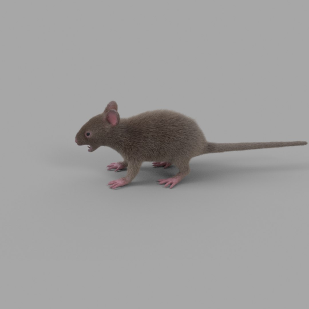 3D rat fur https://p.turbosquid.com/ts-thumb/rY/sLHhsu/7eJEmnfx/mice_055/jpg/1585076226/1920x1080/fit_q87/8e17c00bf440a8062d3fa563cdc3d46fc6a00ae2/mice_055.jpg