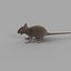 rat