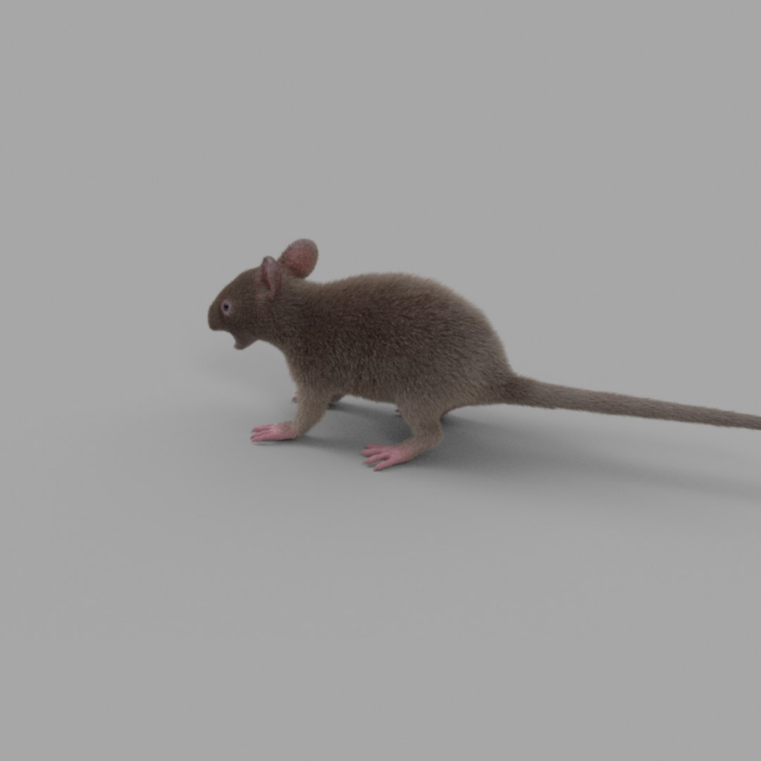 3D rat fur https://p.turbosquid.com/ts-thumb/rY/sLHhsu/DkZBJ5Pd/mice_099/jpg/1585076241/1920x1080/fit_q87/cfdb6553ddff24ad849fb1bc52f44c79b9e1be1b/mice_099.jpg