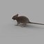 rat