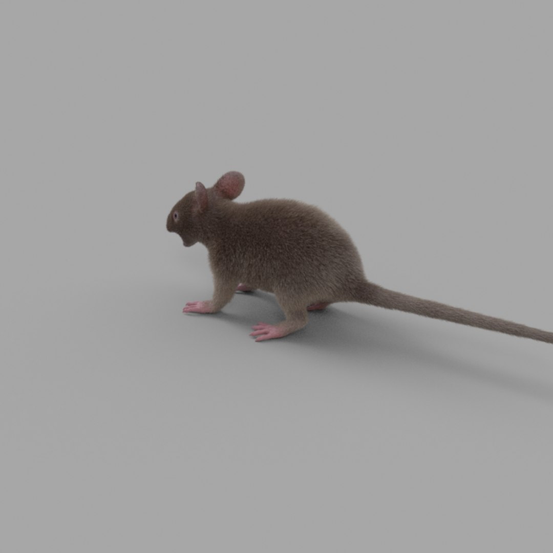 3D rat fur https://p.turbosquid.com/ts-thumb/rY/sLHhsu/L2gXFrJ1/mice_121/jpg/1585076257/1920x1080/fit_q87/0996ac4cefa3fe79bf94eac4fab822f18b4cc3b1/mice_121.jpg