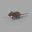 rat