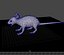rat