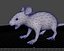 rat