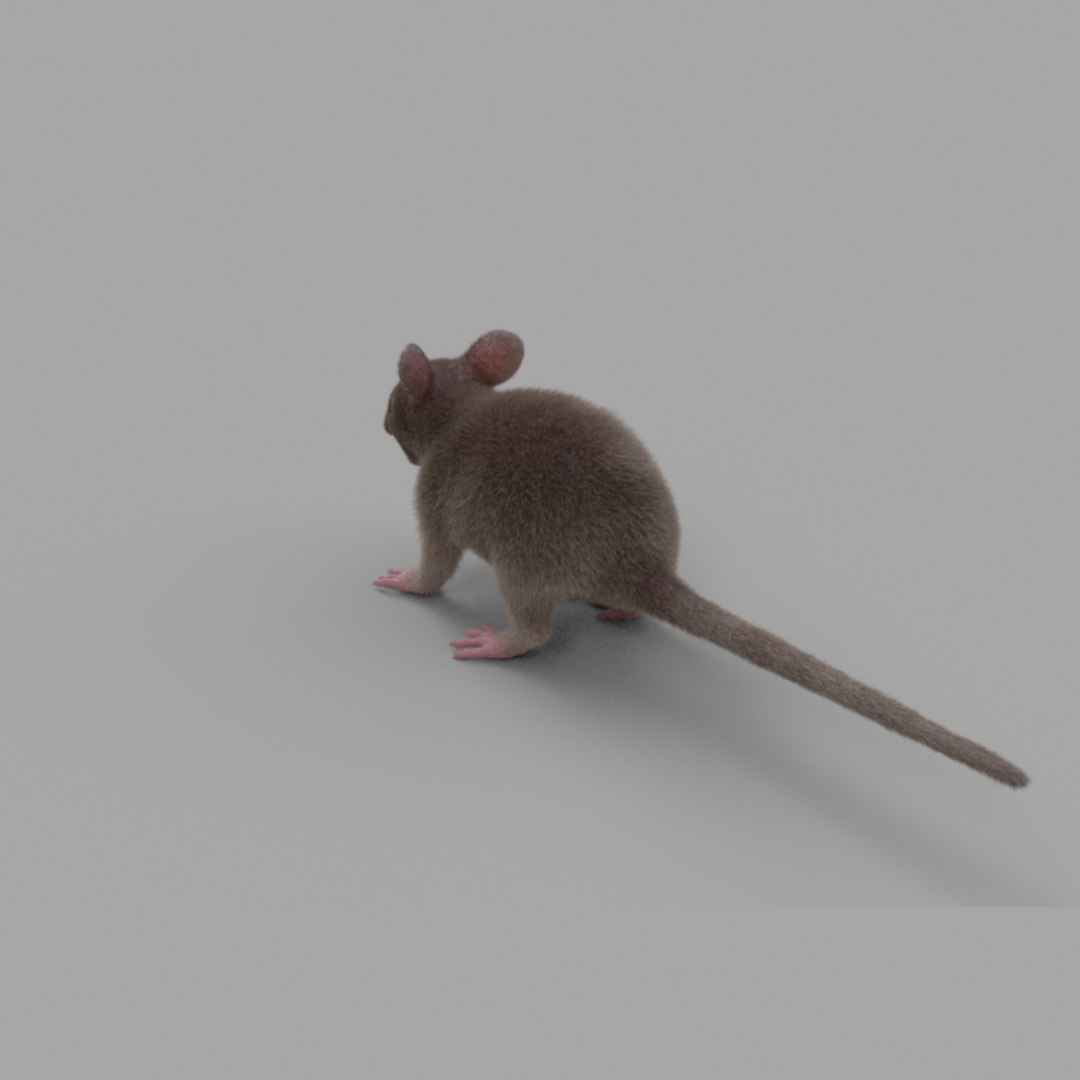 3D rat fur https://p.turbosquid.com/ts-thumb/rY/sLHhsu/lAW1QTG8/mice_154/jpg/1585076278/1920x1080/fit_q87/abaeb64a66b3cc4d2d8f3132c08ca01595e8d4ad/mice_154.jpg
