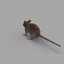 rat