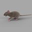 rat