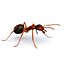 3D model ant