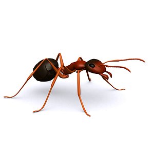 ant