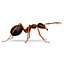 3D model ant