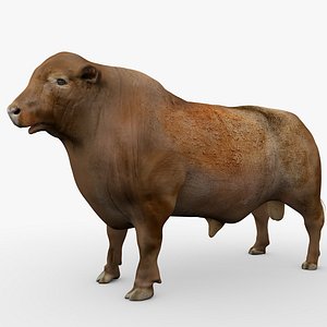 RED ANGUS Rigged L2076 3D model