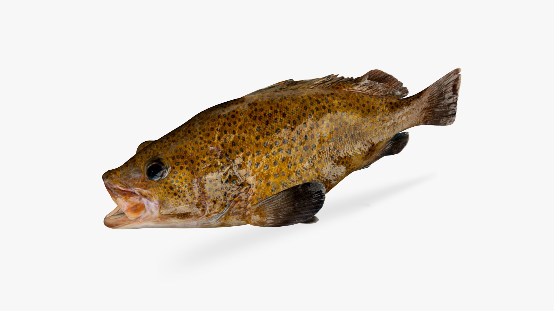 3D Spoatted Cod - TurboSquid 1684232