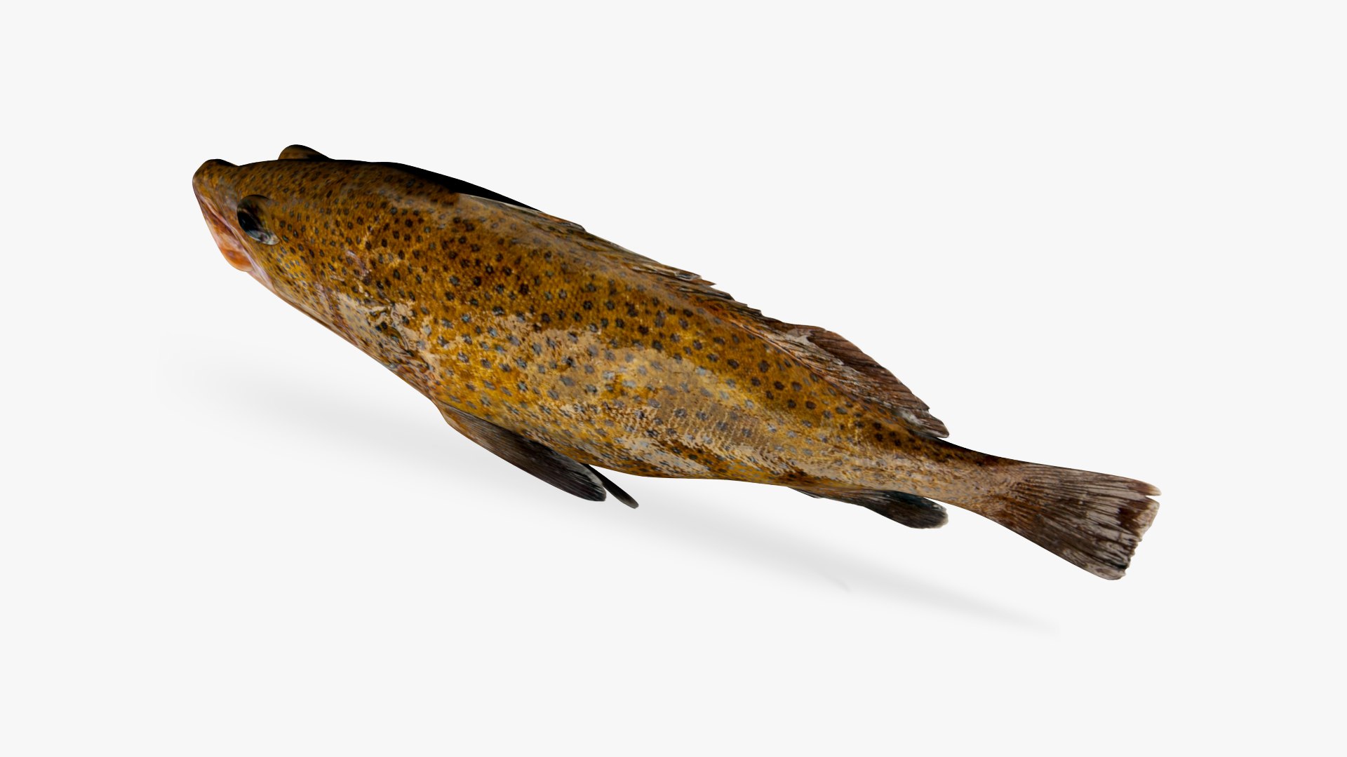 3D Spoatted Cod - TurboSquid 1684232