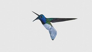 3D Low Poly Hummingbird Rigged With Realistic Texture