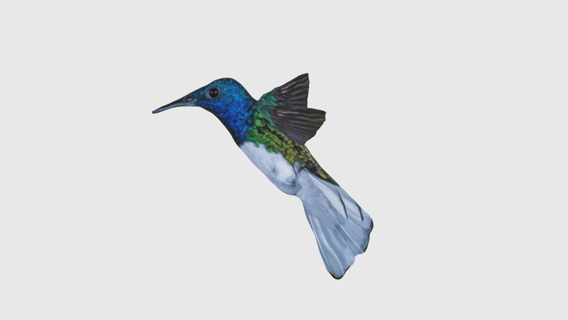 3D Low Poly Hummingbird Rigged With Realistic Texture - TurboSquid 1875965