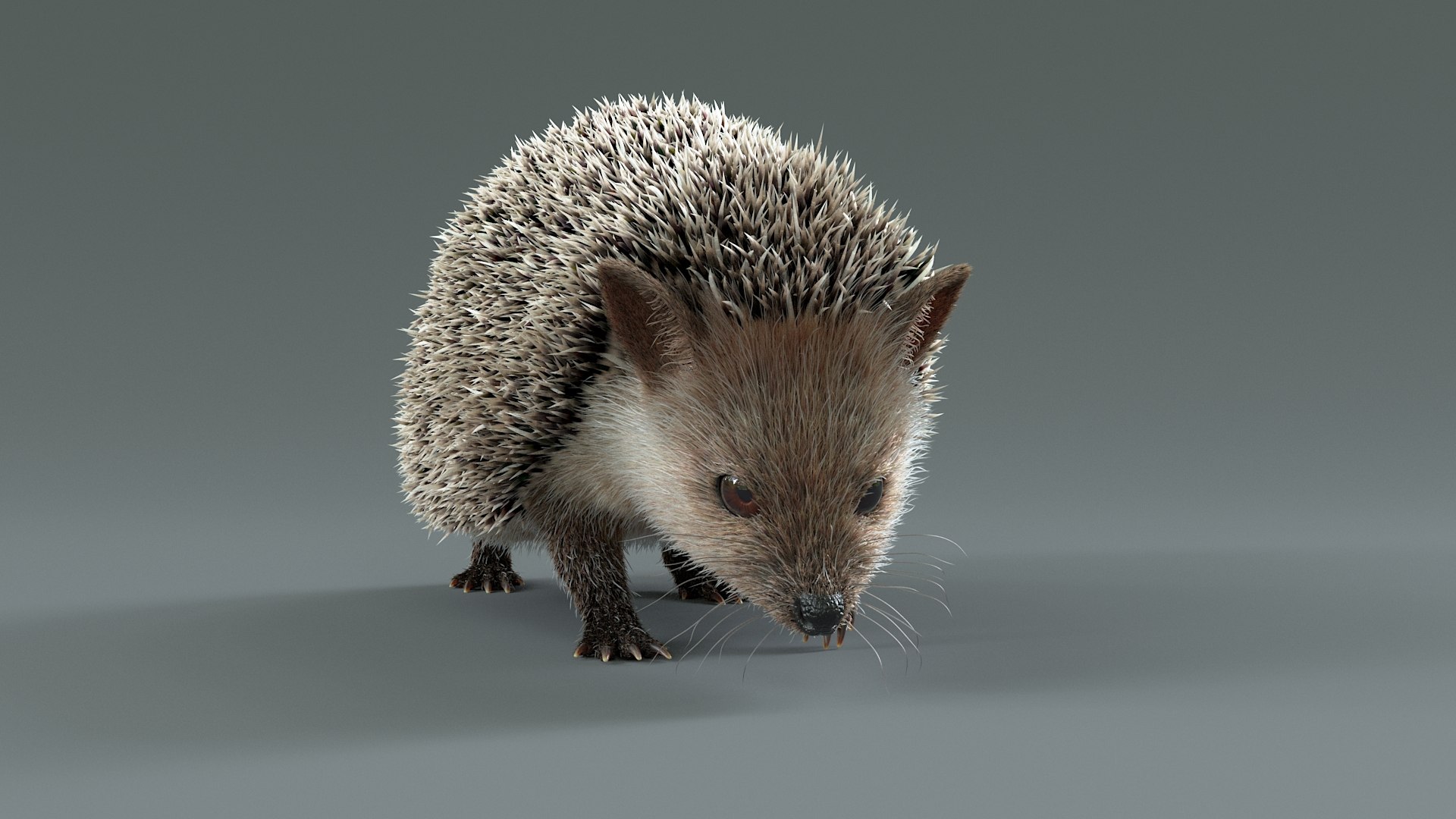 3D Hedgehog Rigged - TurboSquid 2350567
