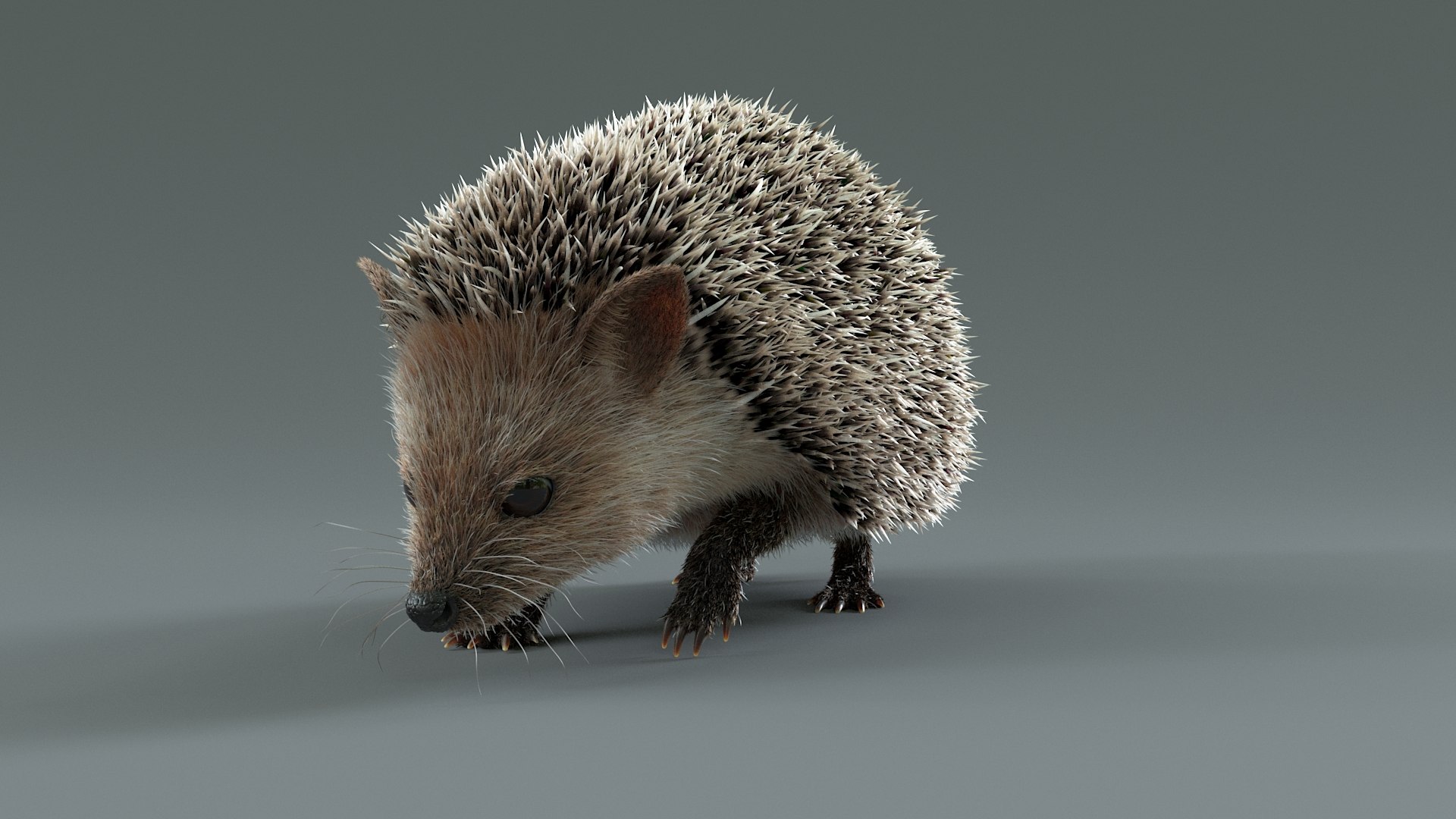 3D Hedgehog Rigged - TurboSquid 2350567