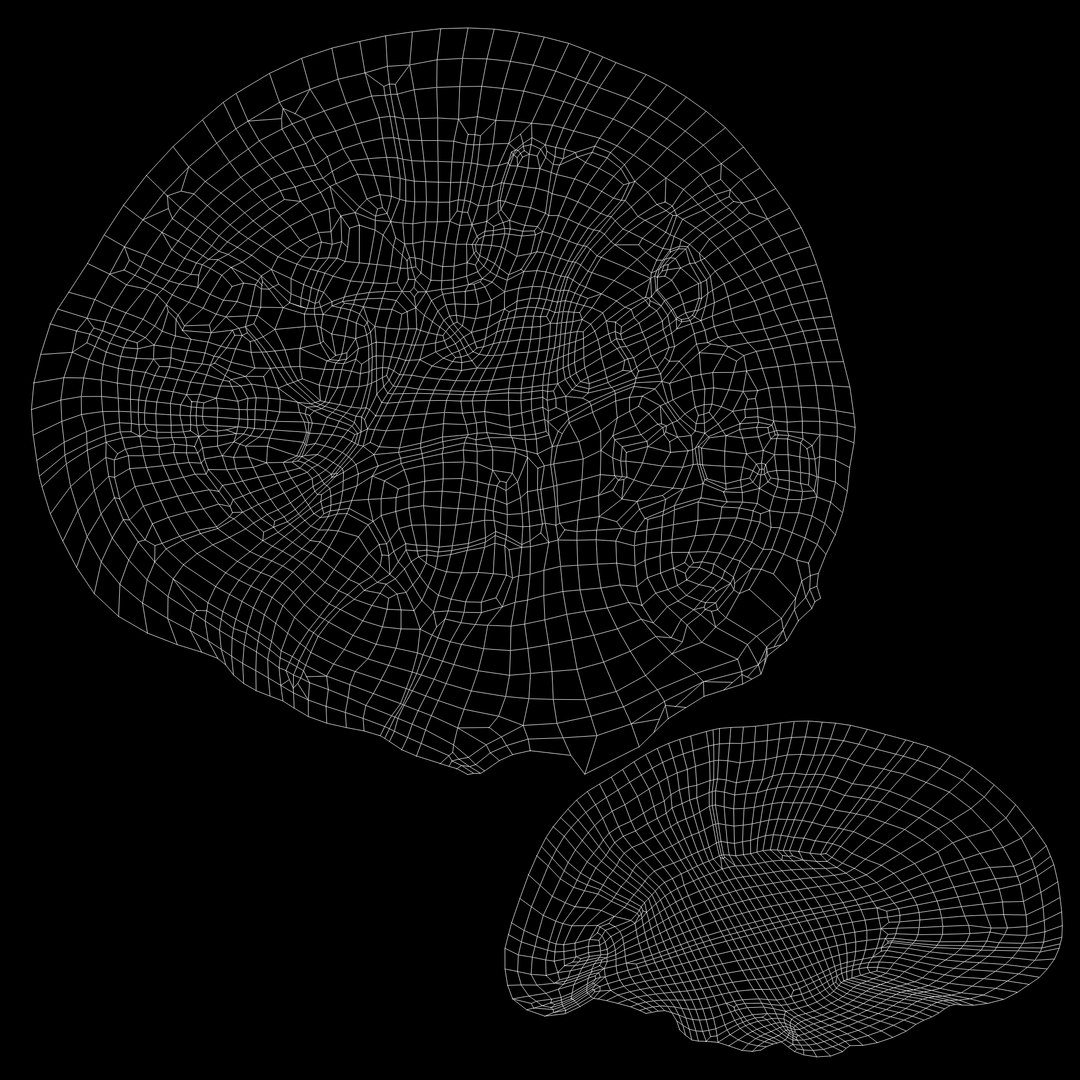 Brain Anatomy 3d Model