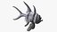 3D longfin cardinalfish neutral pose