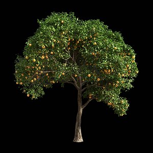 fruit tree orange 1 3D model