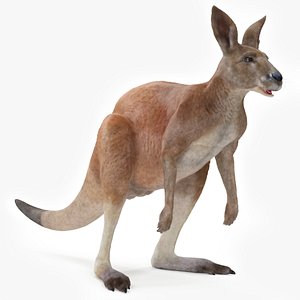 Kangaroo Fur Animated Rigged