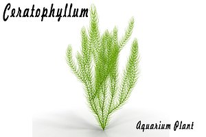 3d ceratophyllum aquarium plant