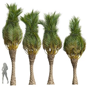 New Plant High detail Phoenix Canariensis Washingtonia Robusta 3D