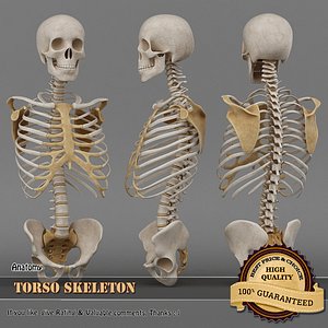 3d torso skeleton model