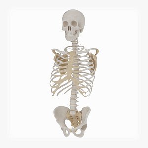 3d torso skeleton model