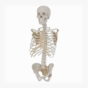 Torso Skeleton