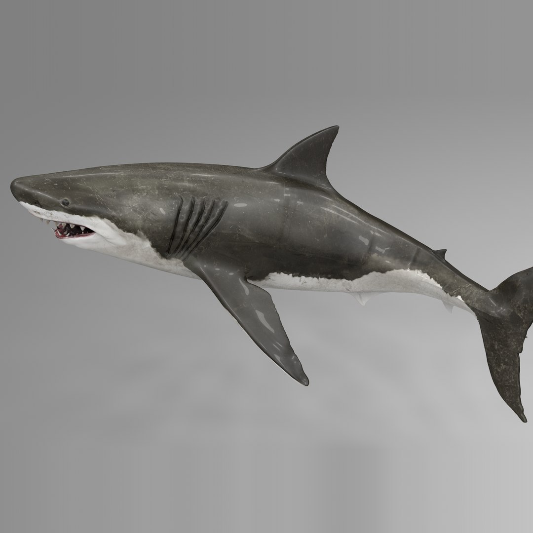 Great White Shark NO Rigged in Blender model - TurboSquid 2009438