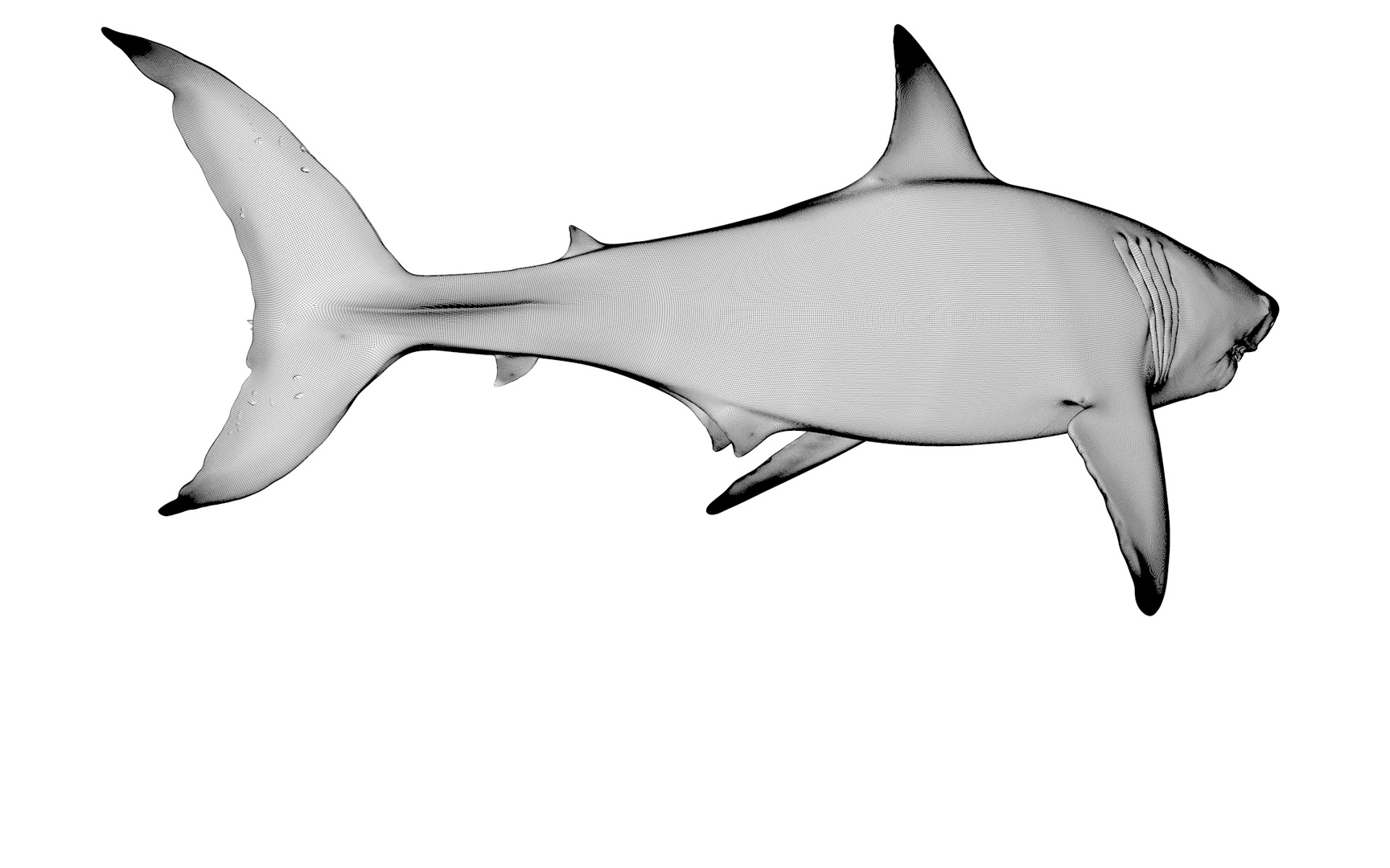 Great White Shark NO Rigged in Blender model - TurboSquid 2009438